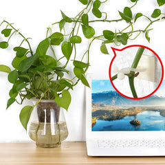 30pcs Climbing Plants Wall Clips (Large Size), Vine Plant Climbing Fixing Clip Hook Invisible Plant Clips for Climbers Plant Wall Clips Plant Support Binding Clip